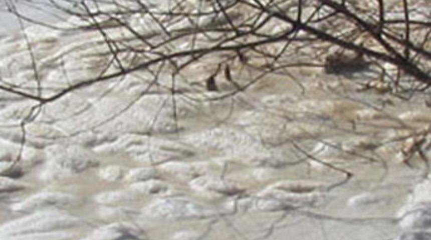 Yeşile d&ouml;nen Bafa G&ouml;l&uuml; şimdi de k&ouml;p&uuml;rd&uuml;