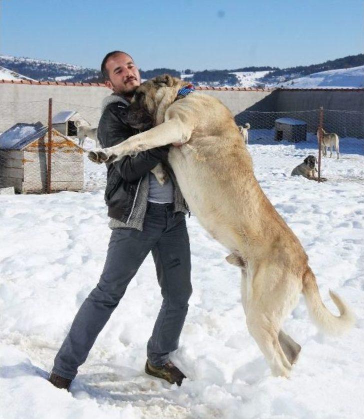 Köpek Sevgisi, Öğretmenliği Bıraktırdı Kastamonu Haberleri