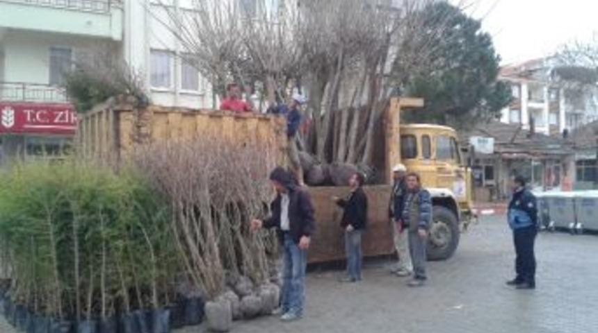 K&ouml;pr&uuml;başı Belediyesi, Bir Yılda 3 Bin 500 Yetişkin Ağa&ccedil; Dikti