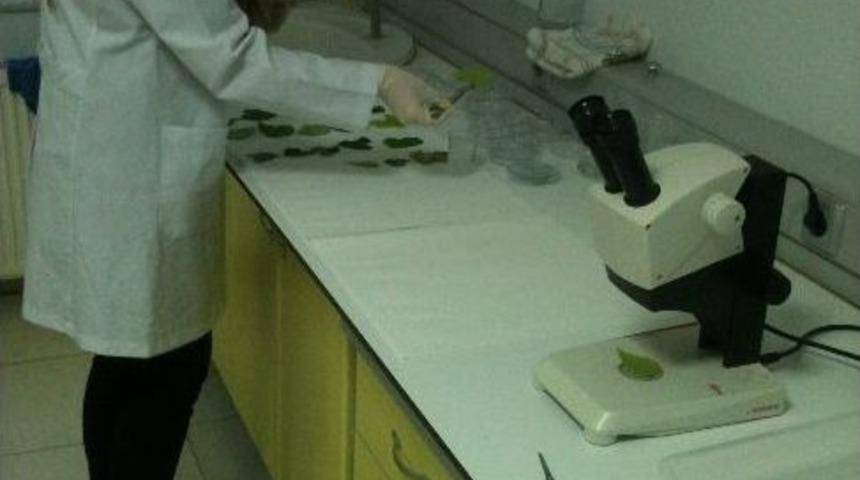 Lise &Ouml;ğrencisi Tarım İlacı Geliştirdi