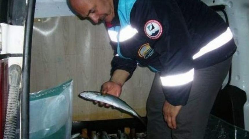 Bursa'da 600 Kilo İstavrit Balığına El Konuldu