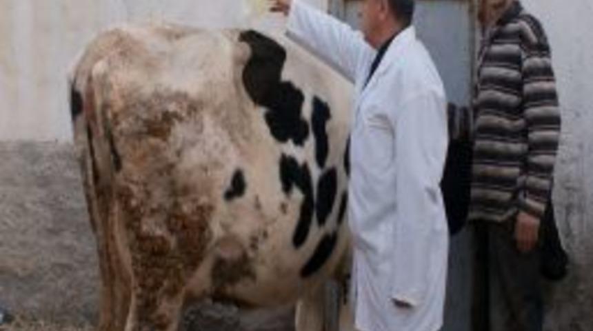 Baharla Birlikte Keneyle M&uuml;cadele &Ccedil;alışmaları Başladı