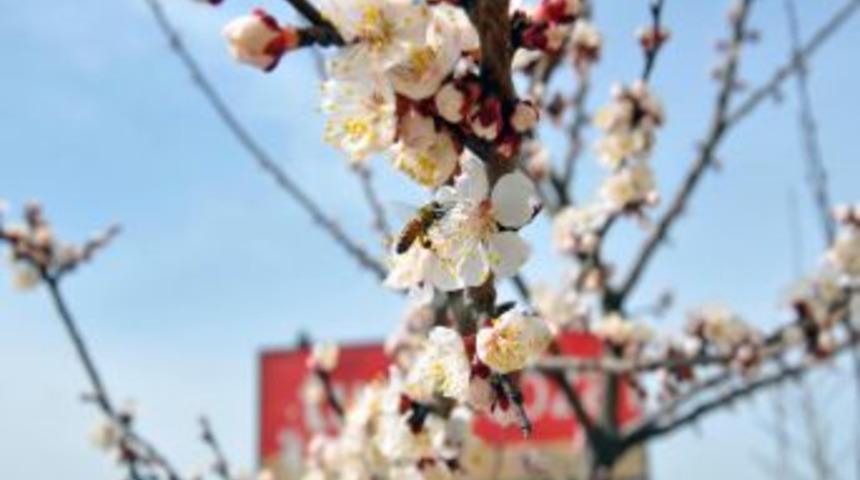 Malatya'da Kayısılar 20 G&uuml;n &Ouml;nce &Ccedil;i&ccedil;ek A&ccedil;tı