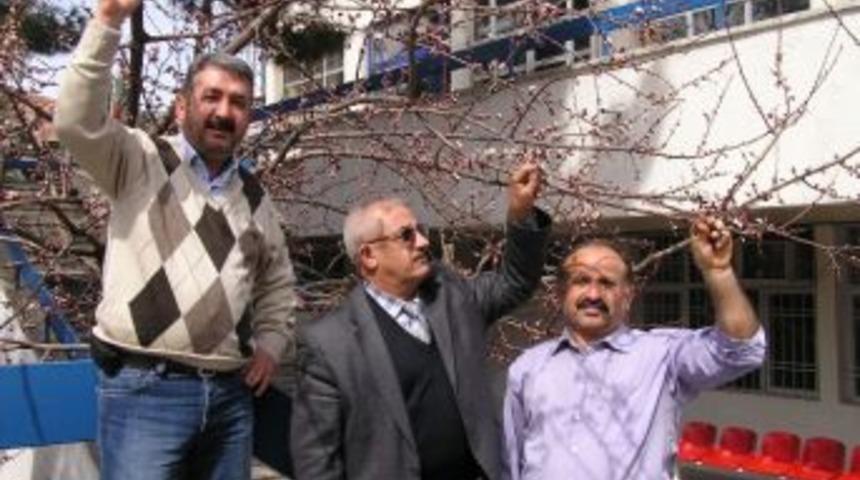 Havaların Sıcak Gitmesi Ağa&ccedil;ları Erken Uyandırdı