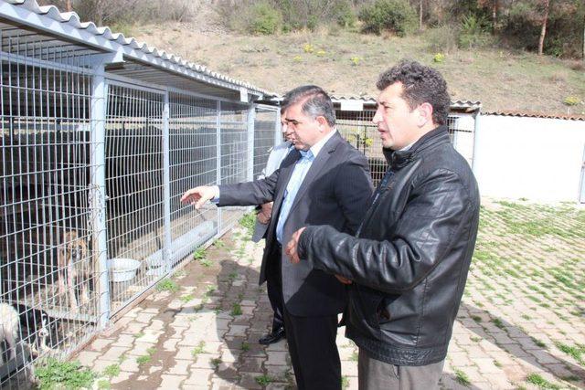 Başkan Özdemir: Hayvanseverler Barınaktan Hayvan Alabilir