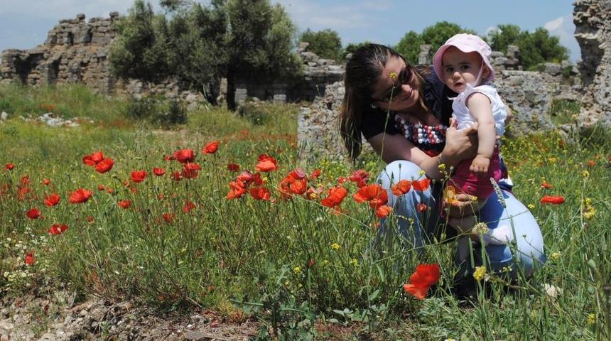 Gelincikler Y&uuml;z&uuml;n&uuml; G&ouml;sterince Side'de Botanik Turları Canlandı
