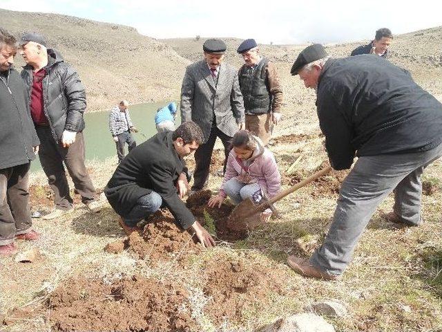 Sulakyurt’ta Ağaçlandırma Çalışmaları