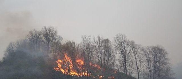 Giresun’da Orman Yangını