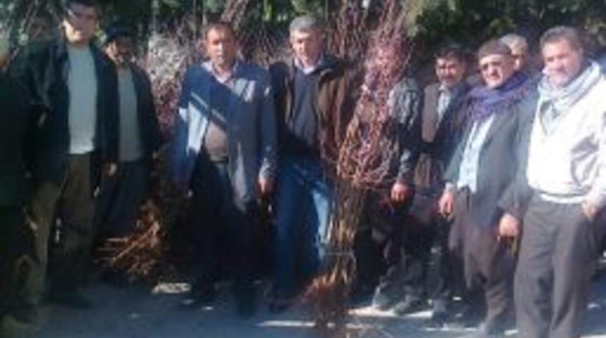 Çermikli Çiftçilere Badem Fidanı Dağıtıldı