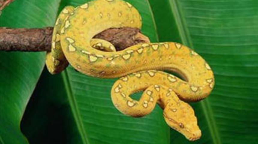 Otel odalarında unutulan en tuhaf eşyalar