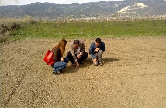 Sakarya’nın Pamukova İlçesi Özbek Köyünde Kırmızı Soğan Deneme Ekimi Yapıldı