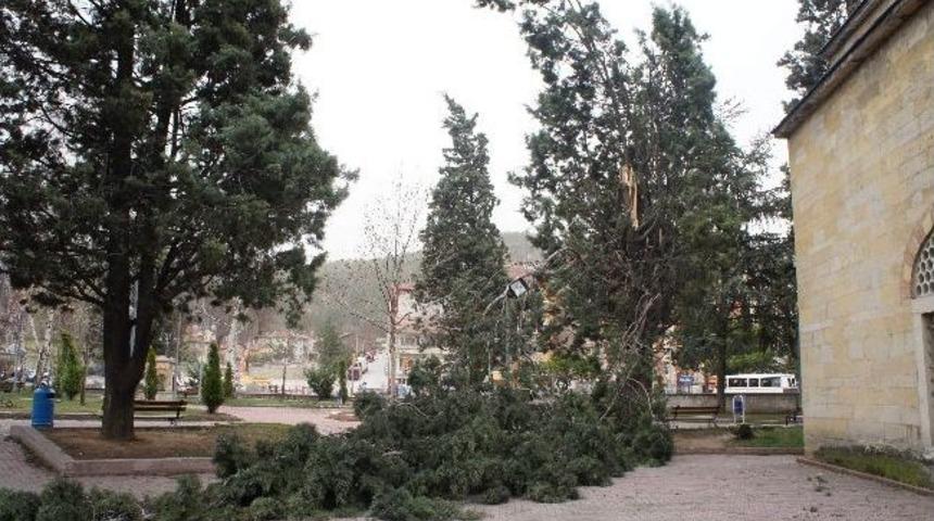 Şiddetli R&uuml;zgardan Ağa&ccedil; Devrildi