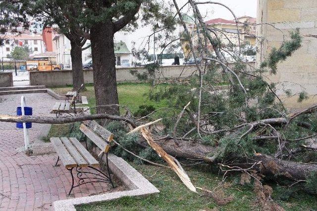 Şiddetli Rüzgardan Ağaç Devrildi