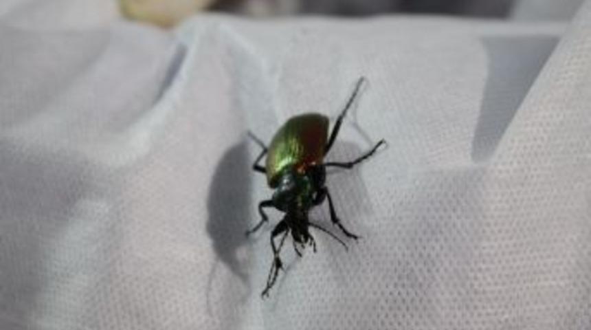 İstanbul'un 'gladyat&ouml;r B&ouml;cekleri' B&uuml;y&uuml;kada'da Yetişiyor