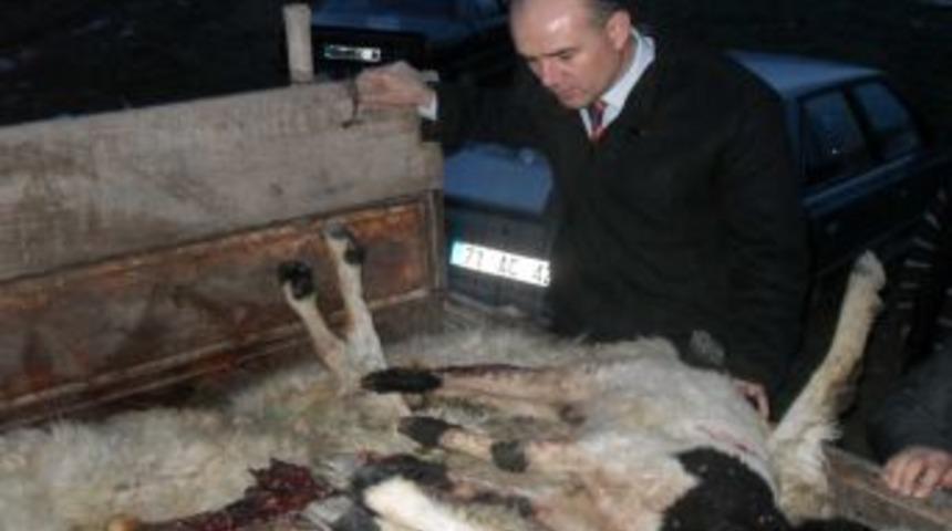 A&ccedil; Kurtlar 104 Koyunu Telef Etti