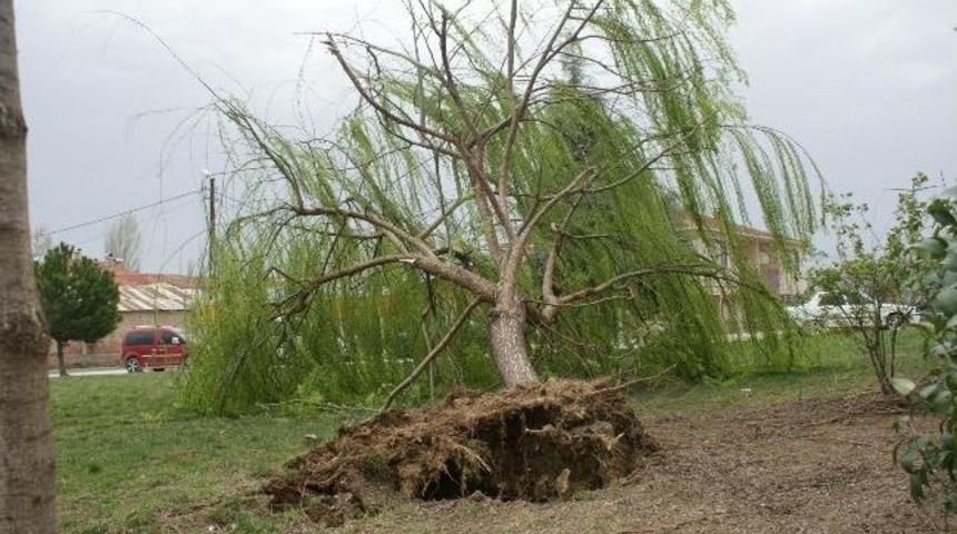 Fırtına, Ağa&ccedil;ları K&ouml;k&uuml;nden S&ouml;kt&uuml;