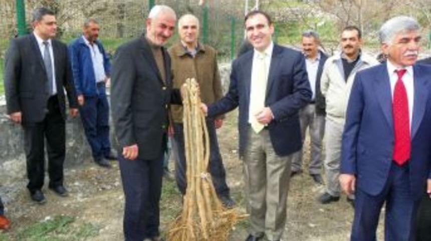 &Ccedil;emişgezek&rsquo;te Karadut Fidanı Dağıtıldı