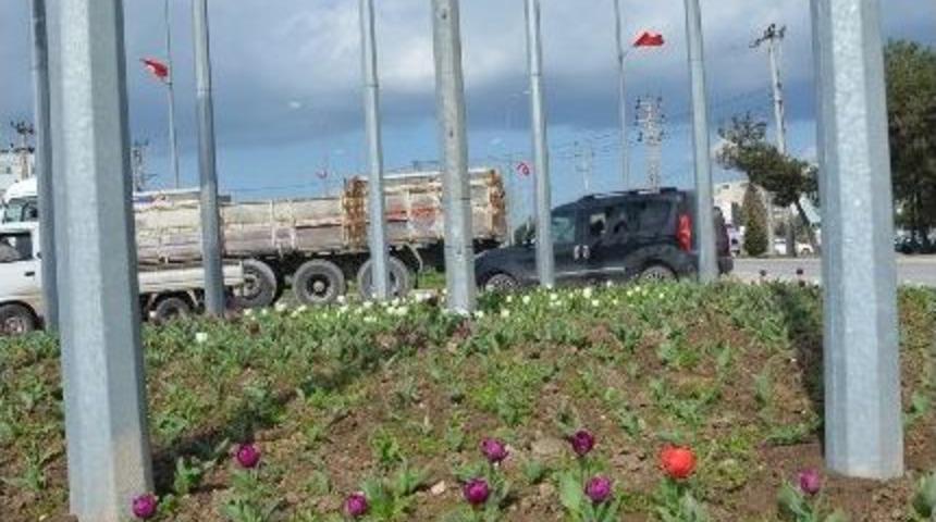 Karacabey&rsquo;de Lale Devri