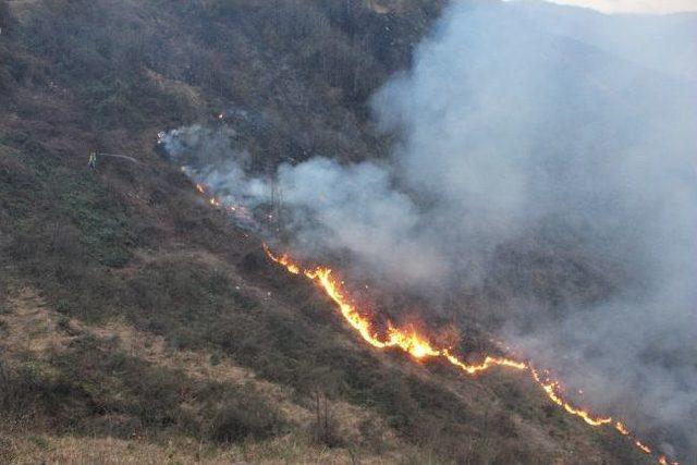 Rize'nin Çayeli İlçesinde Çıkan Yangında 30 Dönüm Alan Yanarak Kül Oldu