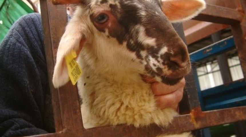 Burhaniye&rsquo;de Kuzulara K&uuml;pe Takıldı