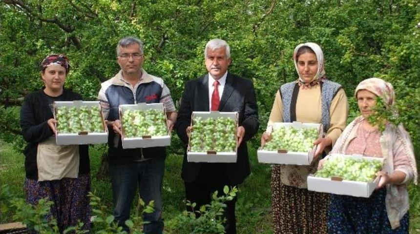 Silifke&rsquo;de İlk Erik Hasadı Yapıldı