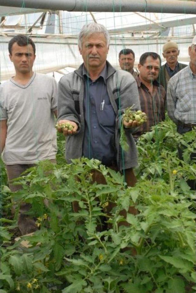 Hastalıklı Fideler İnceletiliyor 1