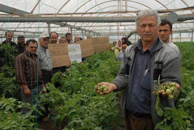 Hastalıklı Fideler İnceletiliyor 2