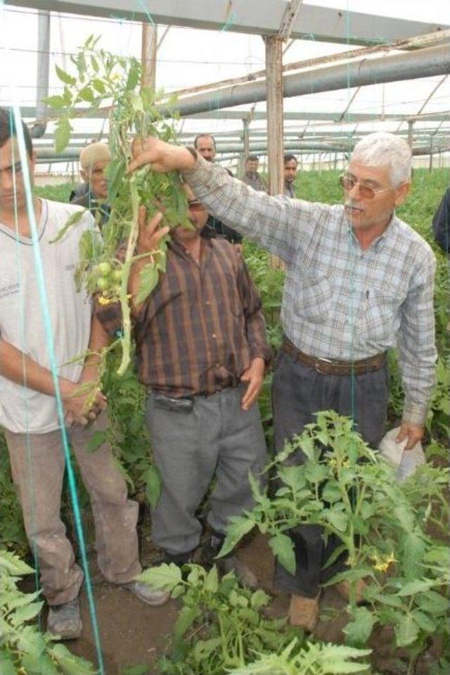 Hastalıklı Fideler İnceletiliyor 3