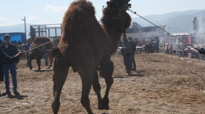 Devler Arenaya Sığmadı