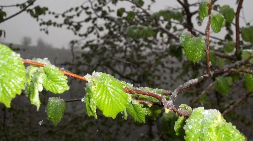 Yaprak A&ccedil;an Fındık Ağa&ccedil;larına Kar Yağdı