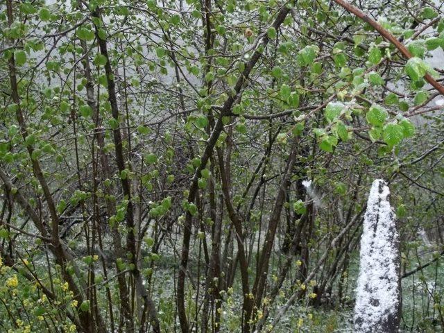 Yaprak A&ccedil;an Fındık Ağa&ccedil;larına Kar Yağdı 1