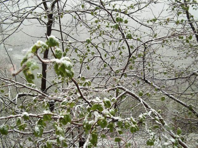 Yaprak A&ccedil;an Fındık Ağa&ccedil;larına Kar Yağdı 2