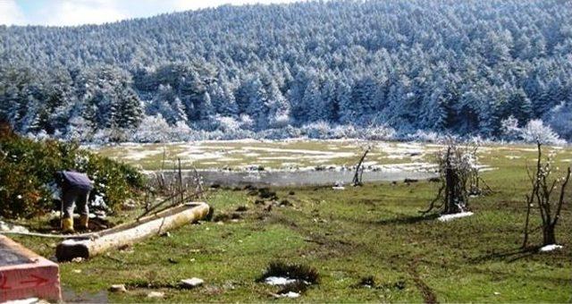 &Ccedil;eşme Başlarına Meyve Fidanı Dikimi Devam Ediyor 2