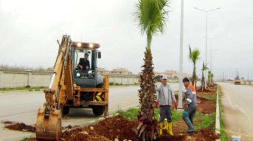 D&ouml;şemealtı'nda Orta Ref&uuml;jlere 30 Palmiye Dikildi