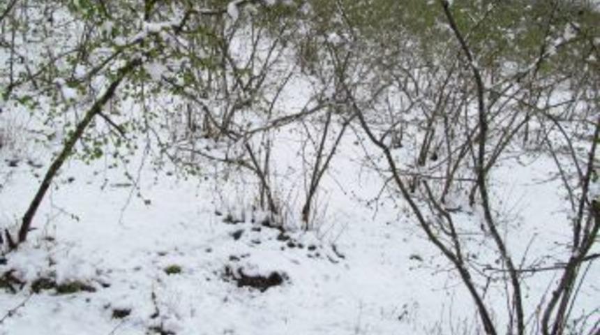 Mart Ayında Yağan Kar Fındık &Uuml;reticilerini Alarma Ge&ccedil;irdi.