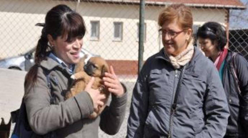 Belediye Sahip &Ccedil;ıktı, Sokak Hayvanları Yuvasız Kalmadı