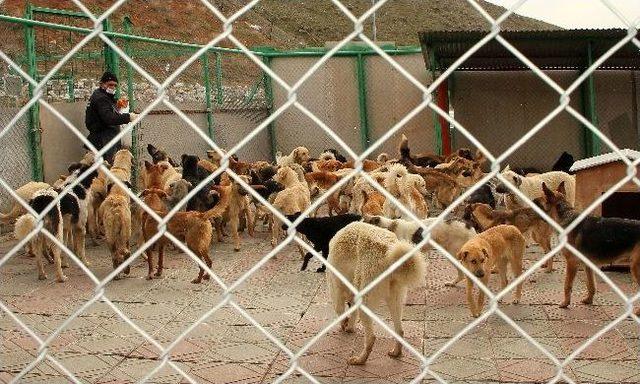 Hayvanseverlerden Barınak Ziyareti 1