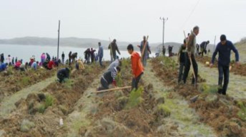 &Ccedil;emişgezek&rsquo;te Ağa&ccedil;landırma Seferberliği