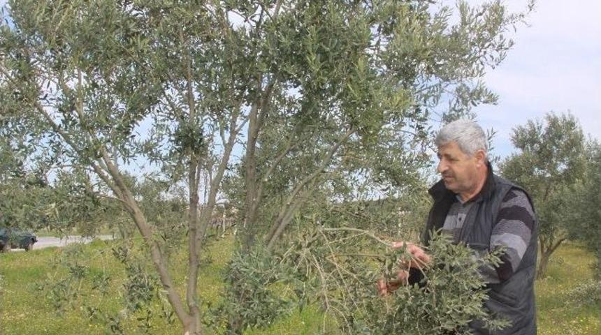 Dolu, Zeytinde Dal Kanseri Yapabilir