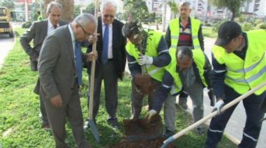 Mezitli Belediyesi Genelinde Ağa&ccedil;landırma &Ccedil;alışmalarına Devam Ediyor.