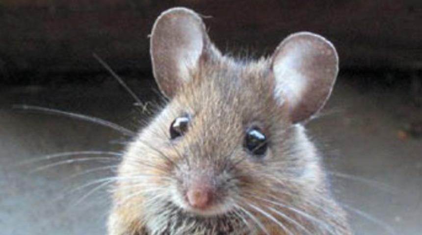 Farelerin ilginç sırları...