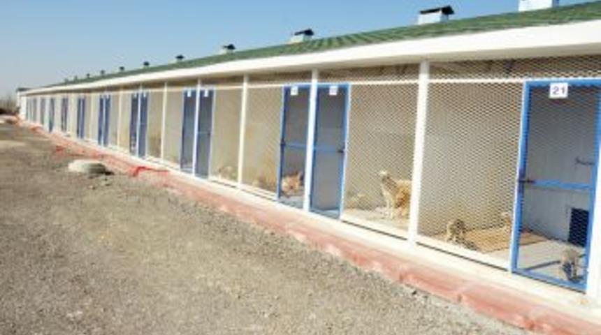 Etimesgut&rsquo;a Yeni Hayvan Barınağı