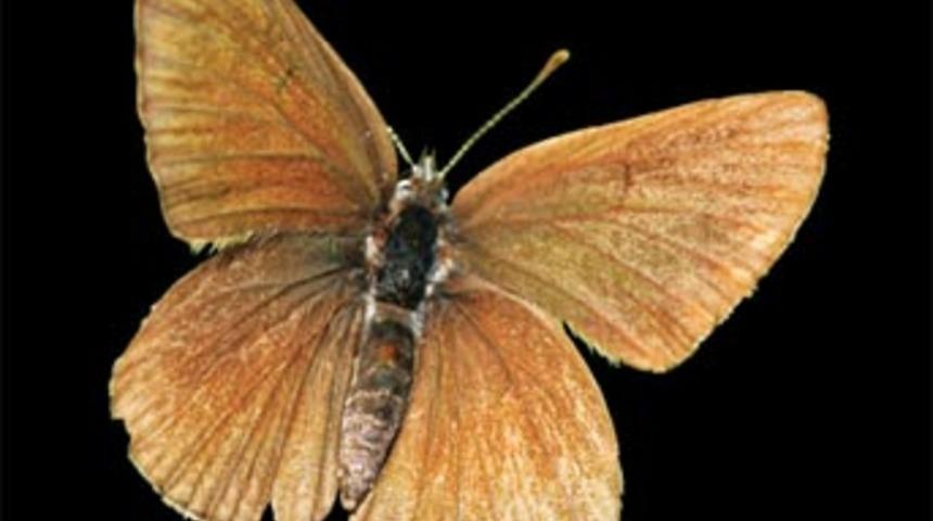 T&uuml;rkiye'nin 5 yeni kelebeği