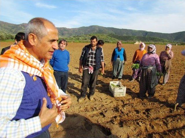 İzmir Chp, 4 Koldan Alan Çalışması Yaptı