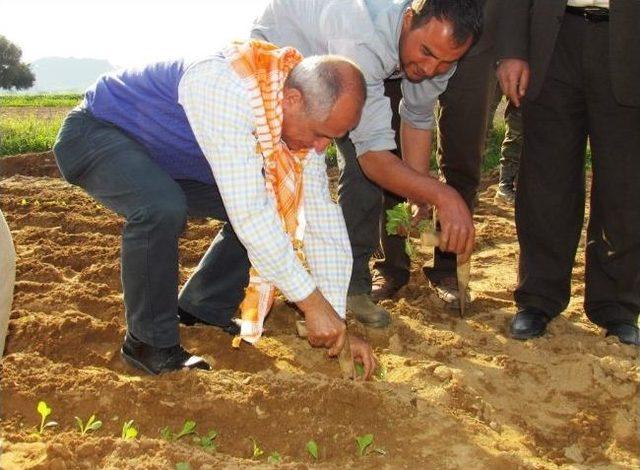 İzmir Chp, 4 Koldan Alan Çalışması Yaptı