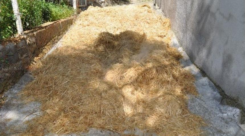 Kayın Mantarı Ev Hanımlarına Umut Oldu