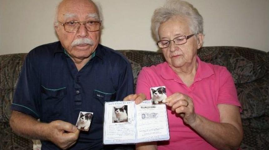 Bu Kediyi Bulana &Ouml;d&uuml;l Var