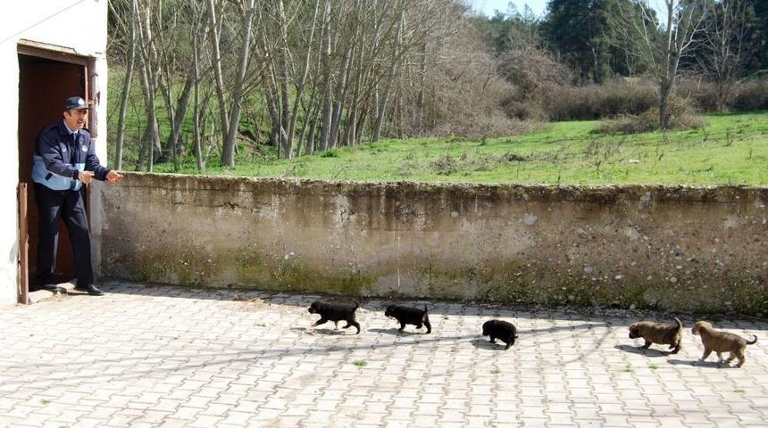 Orhaneli&rsquo;nde Anneleri &Ouml;len K&ouml;peğin Yavrularına Belediye Sahip &Ccedil;ıktı