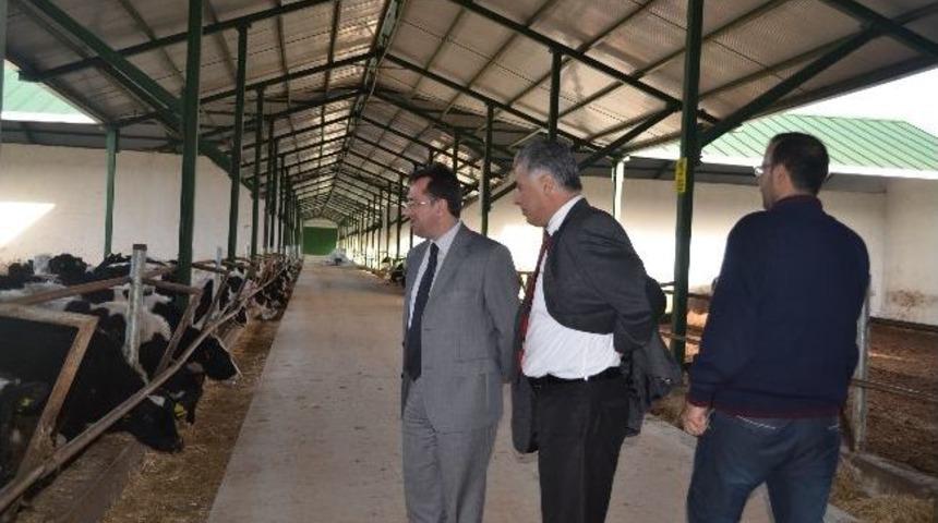 Maytalman, S&uuml;t İşletmesini Gezdi