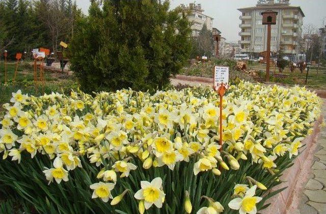 Gaziantep Botanik Bahçesi’nde Renk Cümbüşü